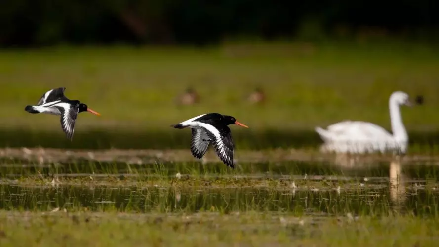 OYSTERCATCHERS TAKING FLIGHT OVER PORT MEADOW